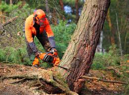 Best Tree Disease Treatment  in Maineville, OH