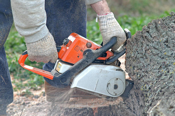 Best Arborist Consultation Services  in Maineville, OH